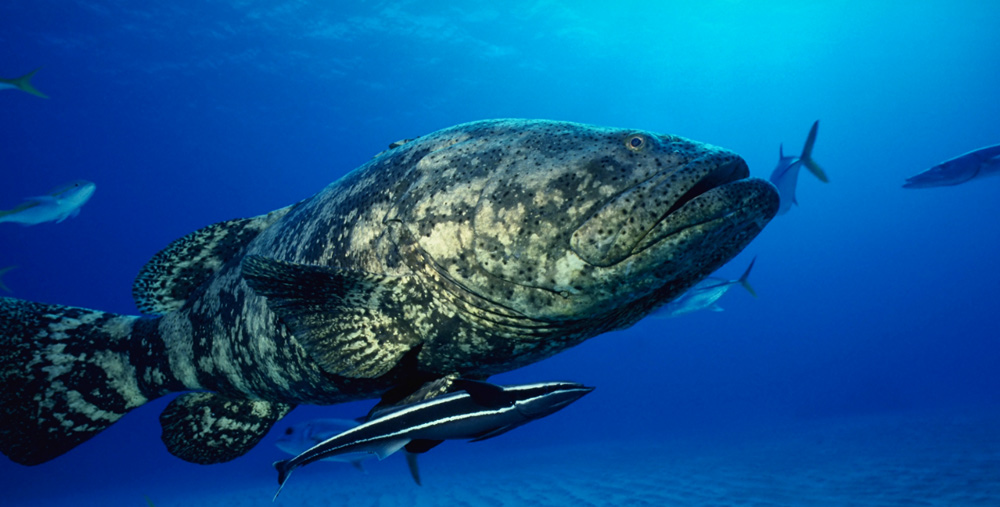 рыбы в океане