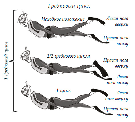 Гребковый цикл