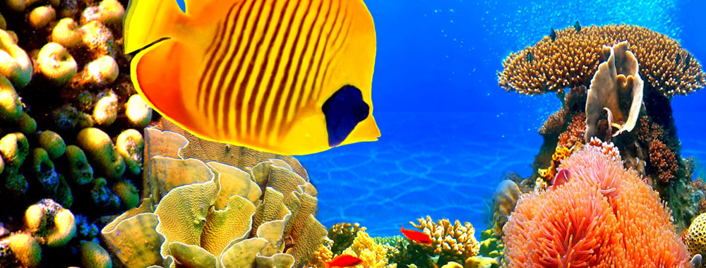 Коралловый риф