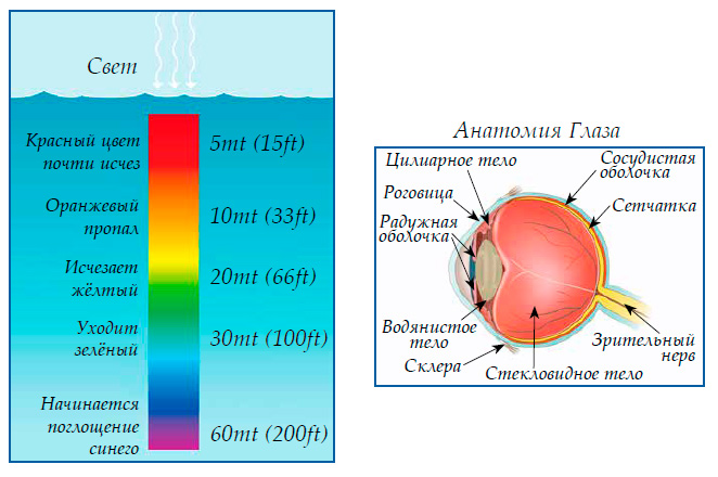 Цвет и зрение под водой