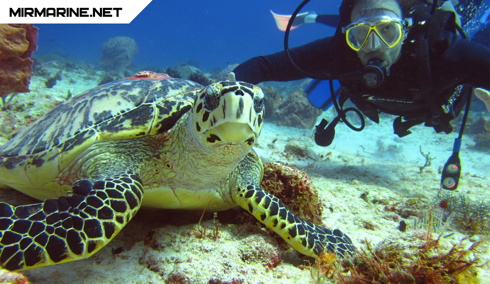 Дайвинг - газовые законы