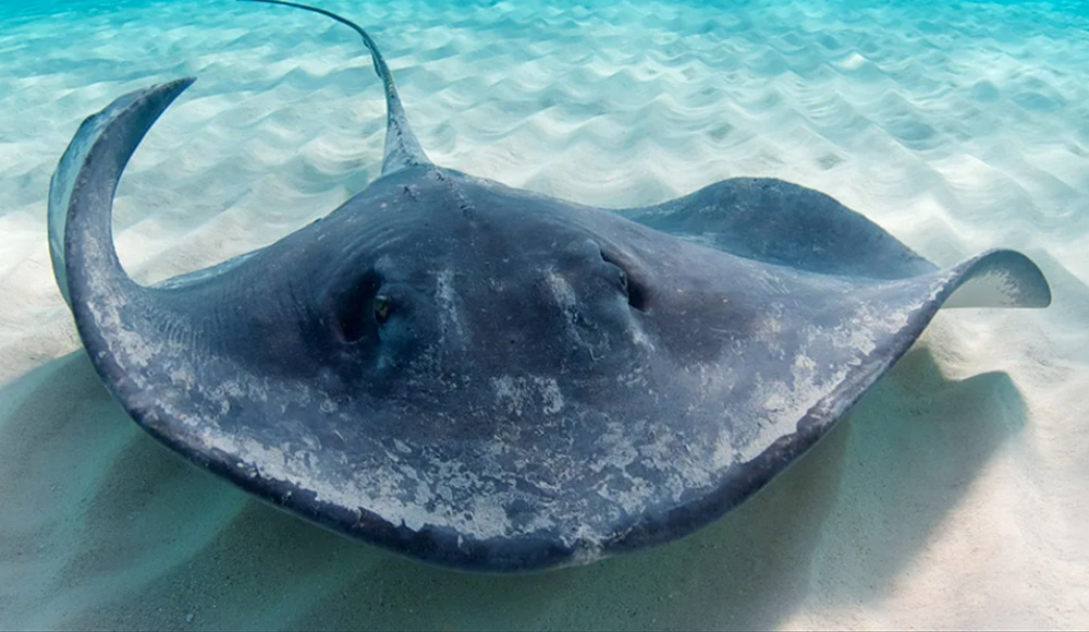 Морской скат