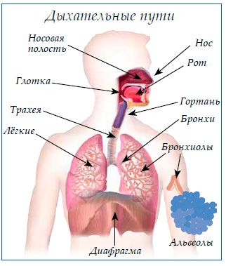 Дыхательные пути