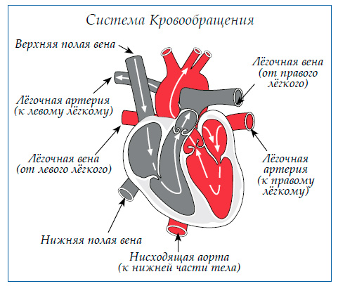 Система Кровообращения