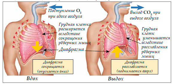 Поступление О2