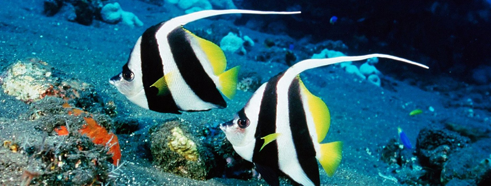 Рыбы тропических морей