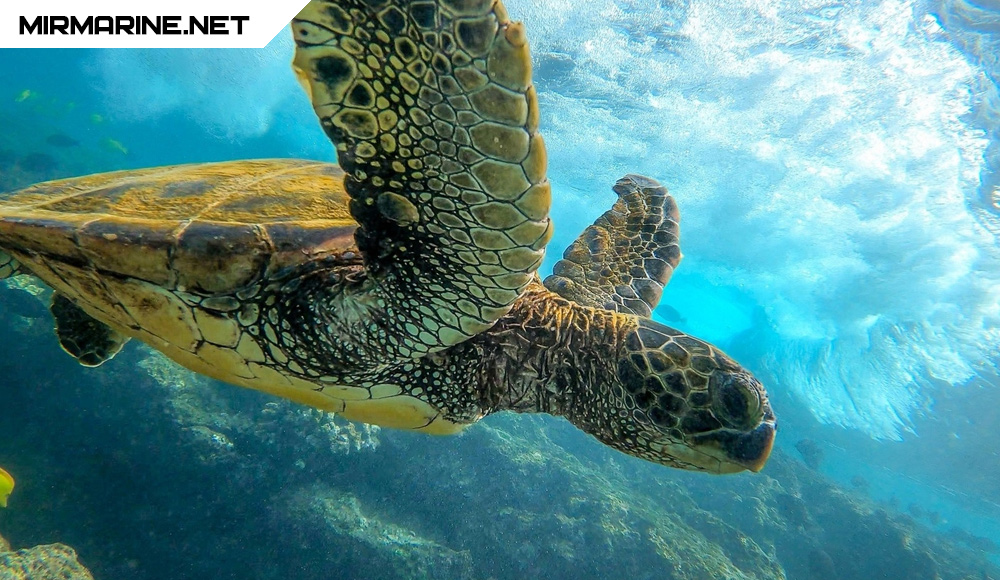 Дайвинг - Определение расхода газа