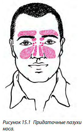 Придаточные пазухи носа