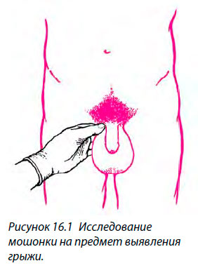 Исследование
мошонки на предмет выявления грыжи
