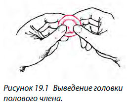 Выведение головки полового члена