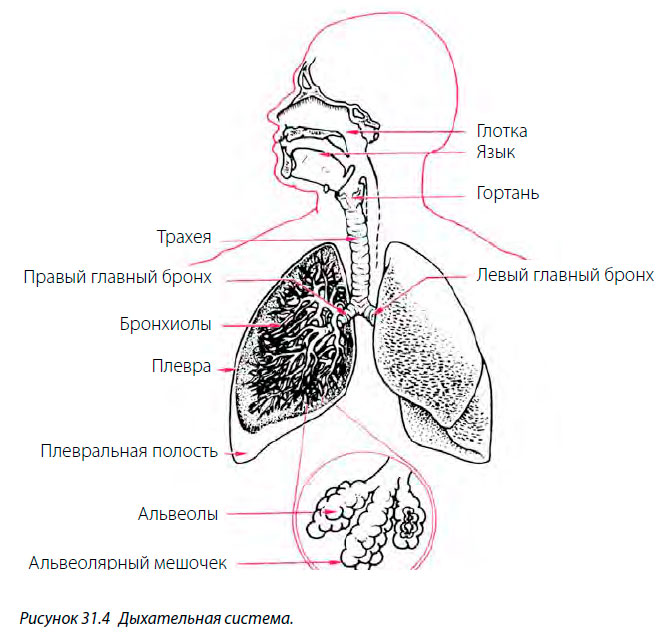 Дыхательная система