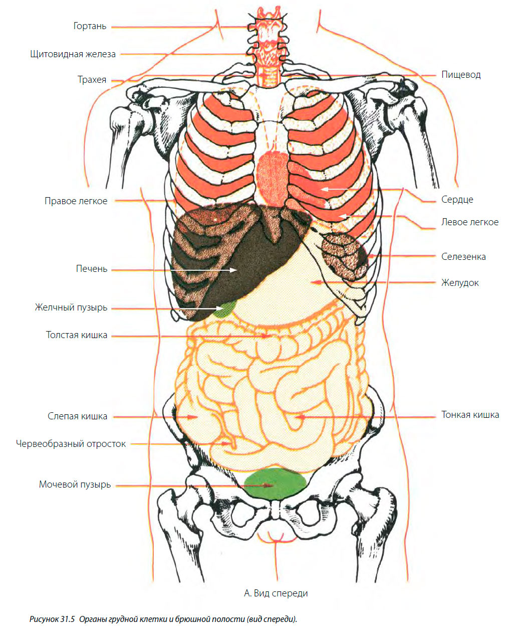 Органы грудной клетки и брюшной полости (вид спереди)