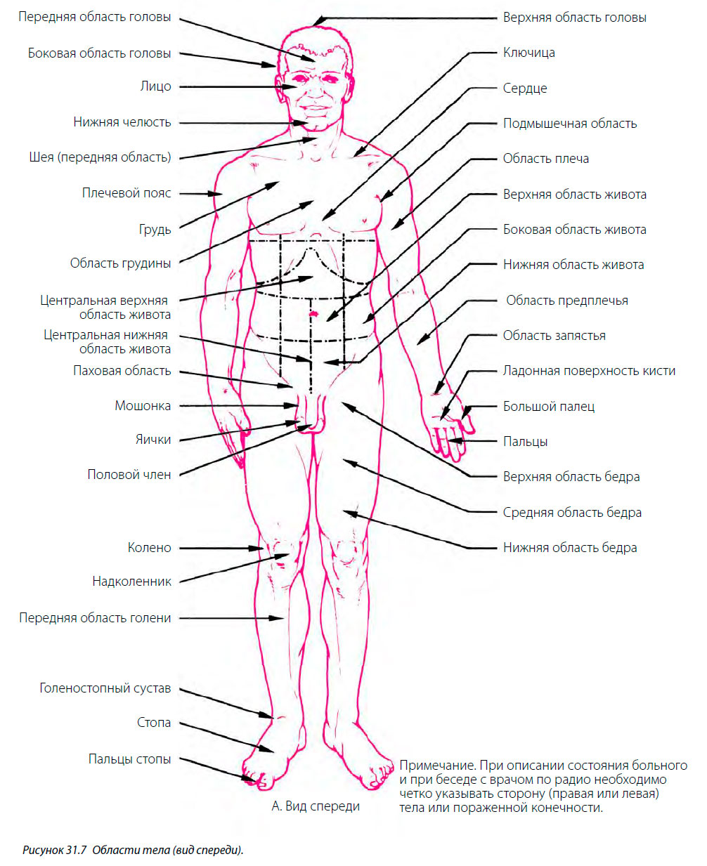 Области тела (вид спереди)