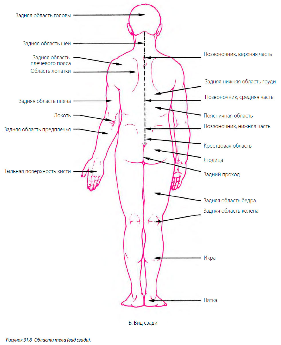 Области тела (вид сзади)