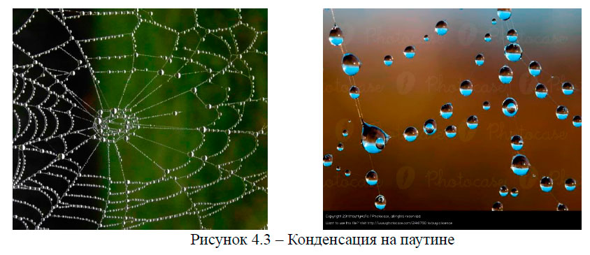 Конденсация на паутине